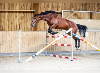 Belgijski koń gorącokrwisty, Klacz, 4 lat, 177 cm, Gniada