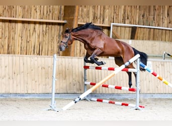 Belgijski koń gorącokrwisty, Klacz, 4 lat, 177 cm, Gniada