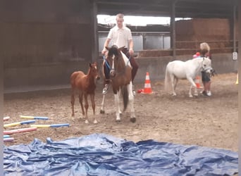 Belgijski koń gorącokrwisty, Klacz, 4 lat