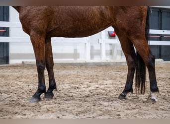 Belgijski koń gorącokrwisty, Klacz, 5 lat, 151 cm, Gniada