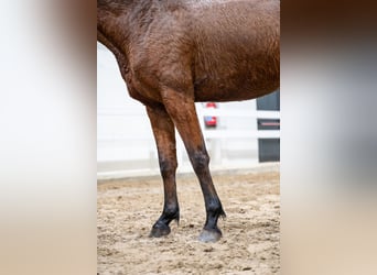 Belgijski koń gorącokrwisty, Klacz, 5 lat, 151 cm, Gniada