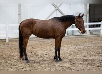 Belgijski koń gorącokrwisty, Klacz, 5 lat, 151 cm, Gniada