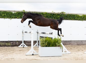 Belgijski koń gorącokrwisty, Klacz, 5 lat, 155 cm, Gniadodereszowata