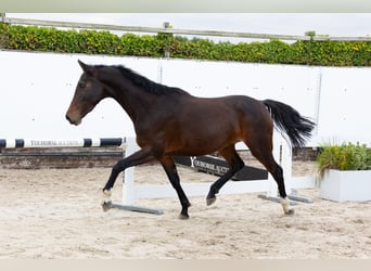 Belgijski koń gorącokrwisty, Klacz, 5 lat, 155 cm, Gniadodereszowata