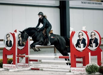 Belgijski koń gorącokrwisty, Klacz, 5 lat, 160 cm, Ciemnogniada