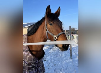 Belgijski koń gorącokrwisty, Klacz, 5 lat, 160 cm, Gniada