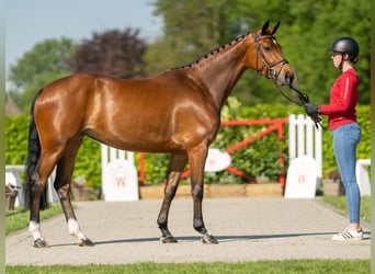 Belgijski koń gorącokrwisty, Klacz, 5 lat, 161 cm, Gniada