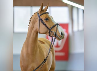 Belgijski koń gorącokrwisty, Klacz, 5 lat, 161 cm, Kasztanowata