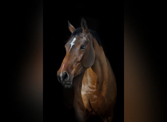 Belgijski koń gorącokrwisty, Klacz, 5 lat, 164 cm, Gniada