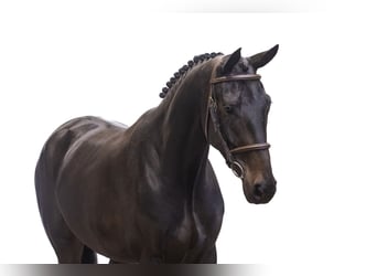 Belgijski koń gorącokrwisty, Klacz, 5 lat, 165 cm, Gniada