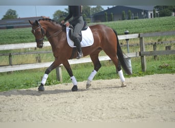 Belgijski koń gorącokrwisty, Klacz, 5 lat, 165 cm, Gniada