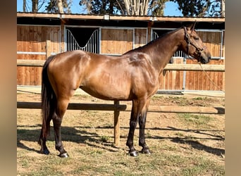 Belgijski koń gorącokrwisty, Klacz, 5 lat, 165 cm, Gniada