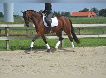 Belgijski koń gorącokrwisty, Klacz, 5 lat, 165 cm, Gniada