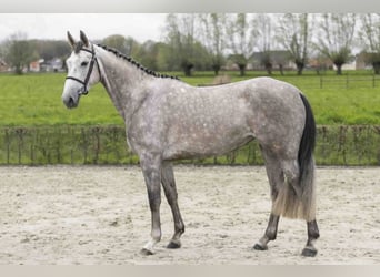 Belgijski koń gorącokrwisty, Klacz, 5 lat, 166 cm