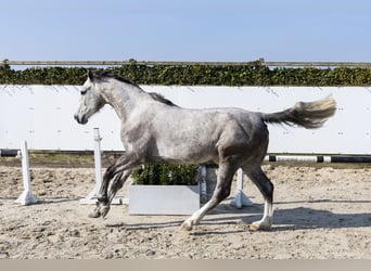 Belgijski koń gorącokrwisty, Klacz, 5 lat, 166 cm, Siwa jabłkowita