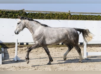 Belgijski koń gorącokrwisty, Klacz, 5 lat, 166 cm, Siwa jabłkowita