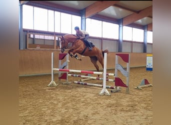 Belgijski koń gorącokrwisty, Klacz, 5 lat, 167 cm, Ciemnokasztanowata