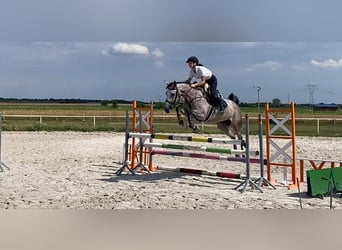 Belgijski koń gorącokrwisty, Klacz, 5 lat, 167 cm, Siwa