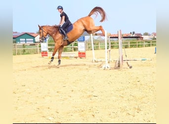 Belgijski koń gorącokrwisty, Klacz, 5 lat, 168 cm, Ciemnokasztanowata