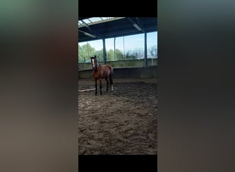 Belgijski koń gorącokrwisty, Klacz, 5 lat, 168 cm, Gniada