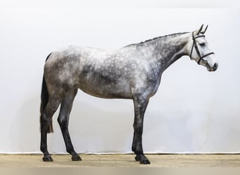 Belgijski koń gorącokrwisty, Klacz, 5 lat, 168 cm