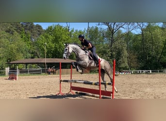 Belgijski koń gorącokrwisty, Klacz, 5 lat, 169 cm