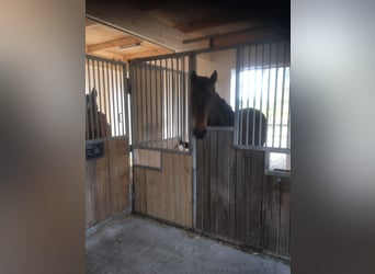 Belgijski koń gorącokrwisty, Klacz, 5 lat, 171 cm, Ciemnogniada