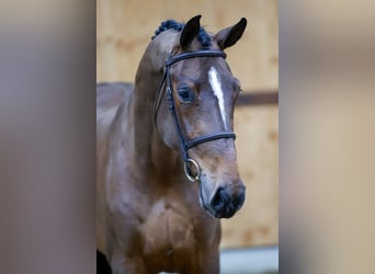 Belgijski koń gorącokrwisty, Klacz, 5 lat, 171 cm, Gniada