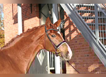 Belgijski koń gorącokrwisty, Klacz, 5 lat, 174 cm, Ciemnokasztanowata