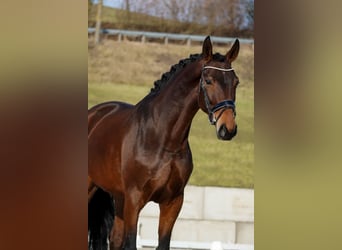 Belgijski koń gorącokrwisty, Klacz, 5 lat, 174 cm, Gniada