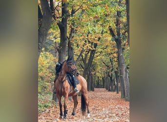 Belgijski koń gorącokrwisty, Klacz, 6 lat, 156 cm