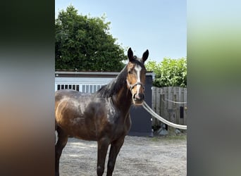 Belgijski koń gorącokrwisty, Klacz, 6 lat, 160 cm, Skarogniada