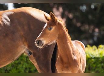 Belgijski koń gorącokrwisty, Klacz, 6 lat, 162 cm, Kasztanowata