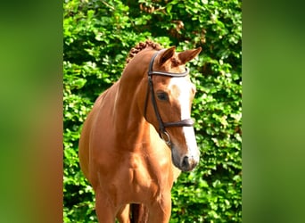 Belgijski koń gorącokrwisty, Klacz, 6 lat, 163 cm, Kasztanowata