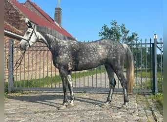Belgijski koń gorącokrwisty, Klacz, 6 lat, 163 cm, Stalowosiwy