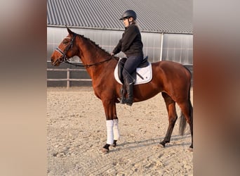Belgijski koń gorącokrwisty, Klacz, 6 lat, 164 cm, Gniada