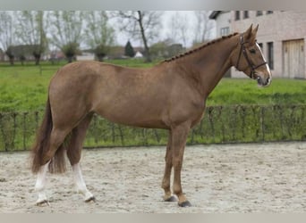 Belgijski koń gorącokrwisty, Klacz, 6 lat, 165 cm, Ciemnokasztanowata
