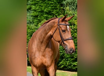 Belgijski koń gorącokrwisty, Klacz, 6 lat, 165 cm, Kasztanowata