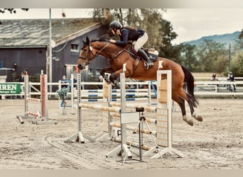 Belgijski koń gorącokrwisty, Klacz, 6 lat, 166 cm, Ciemnogniada
