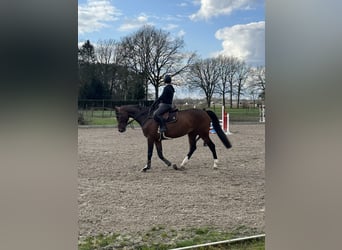 Belgijski koń gorącokrwisty, Klacz, 6 lat, 167 cm, Ciemnogniada