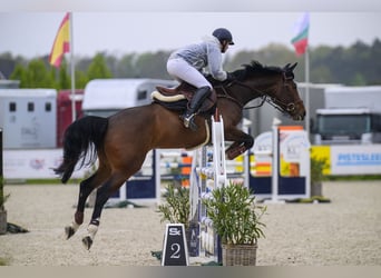 Belgijski koń gorącokrwisty, Klacz, 6 lat, 167 cm, Ciemnogniada
