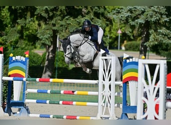 Belgijski koń gorącokrwisty, Klacz, 6 lat, 167 cm, Siwa