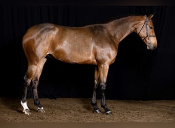 Belgijski koń gorącokrwisty, Klacz, 6 lat, 168 cm, Gniada