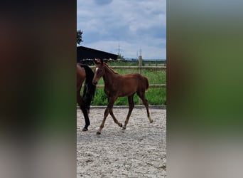 Belgijski koń gorącokrwisty, Klacz, 6 lat, 168 cm, Gniada