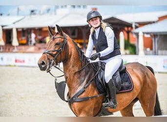 Belgijski koń gorącokrwisty, Klacz, 6 lat, 168 cm, Gniada
