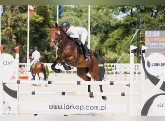 Belgijski koń gorącokrwisty, Klacz, 6 lat, 168 cm, Gniada