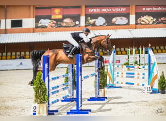 Belgijski koń gorącokrwisty, Klacz, 6 lat, 168 cm, Gniada