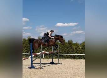 Belgijski koń gorącokrwisty, Klacz, 6 lat, 168 cm, Gniada