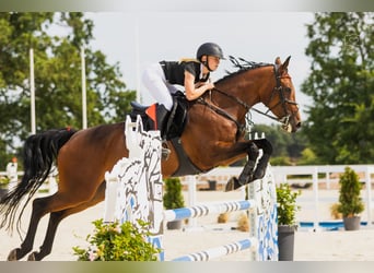 Belgijski koń gorącokrwisty, Klacz, 6 lat, 168 cm, Gniada