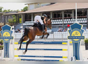 Belgijski koń gorącokrwisty, Klacz, 6 lat, 168 cm, Gniada